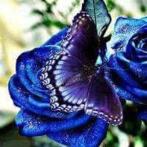 Meet your Posher, Kay